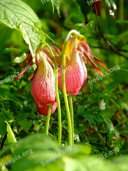 Nature Leaf Flora Garden Outdoors