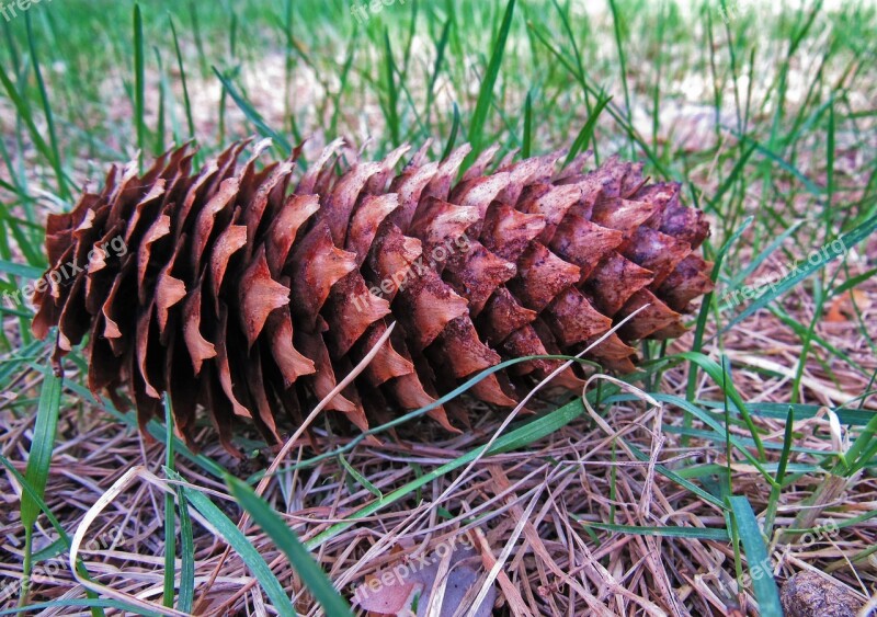 Nature Season Plant Krupnyj Plan Pine Cone