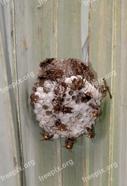 Wasps Nest Insects Paper Wasp Poliste Fuscatus