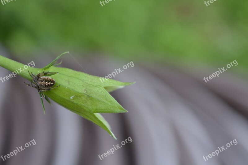 Leaf Nature Flora Spider Receptacle