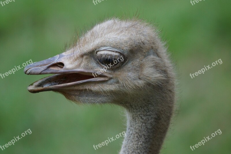 Wildlife Bird Ostrich Animal Beak