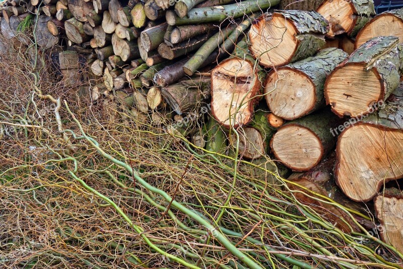 Wood Log Cut Grain Year Rings