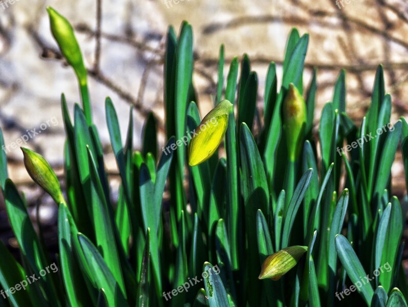 Osterglocken Yellow Daffodils Blossom Bloom Flower