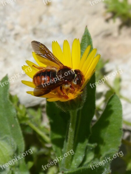 Red Bee Rhodanthidium Sticticum Libar Dandelion Nature