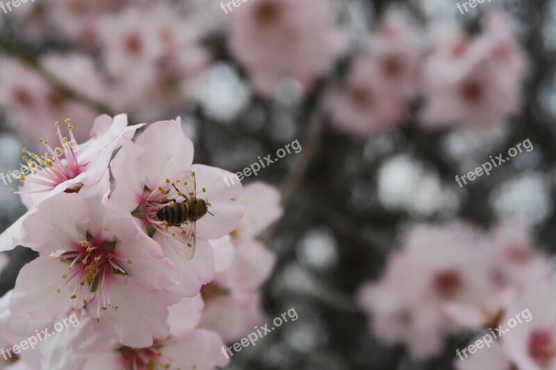 Flower Almond Tree Nature Plant