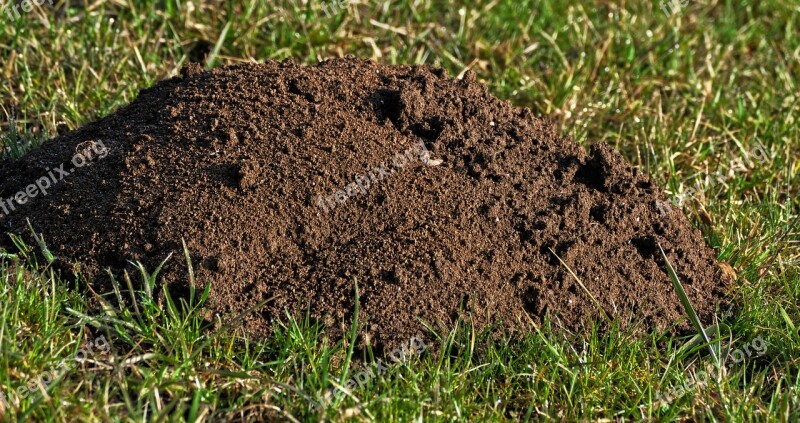 Earth Grass Erdhaufen Molehill Meadow