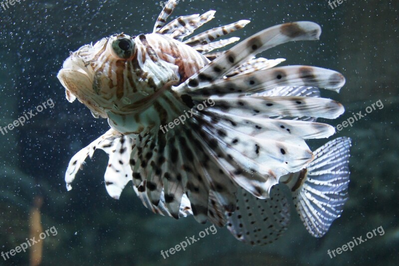 Exotic Fish Toxic Underwater Tropical Sea