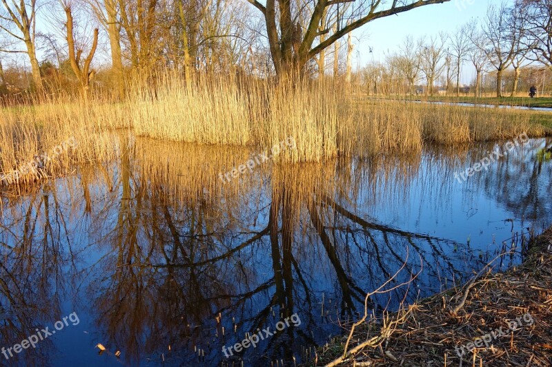 Pond Water Reeds Marsh Vegetation