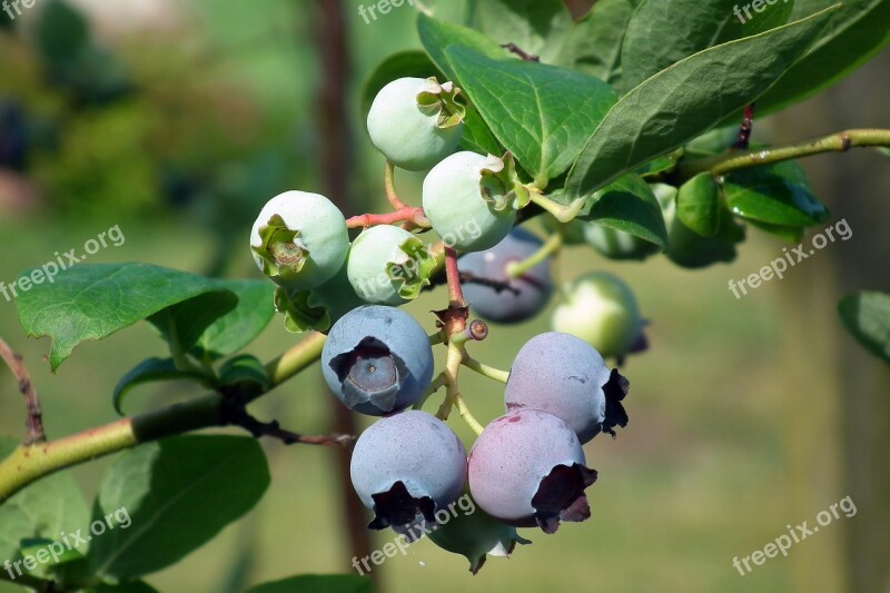 Fruit Bilberry American Nature Leaf Bush