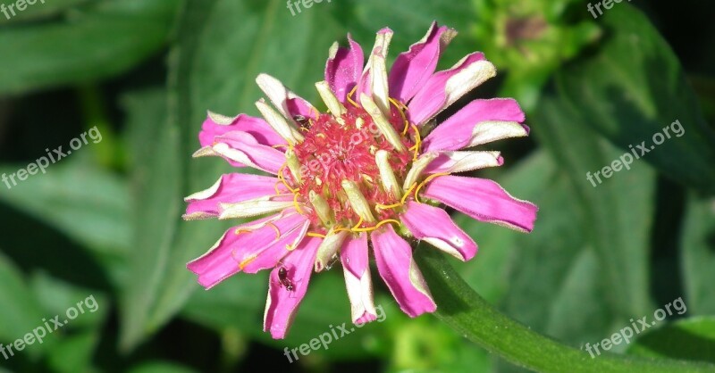 Nature Plant Flower Zinnia Summer