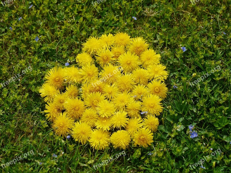 Heart Flower Heart Spring Spring Fever Dandelion