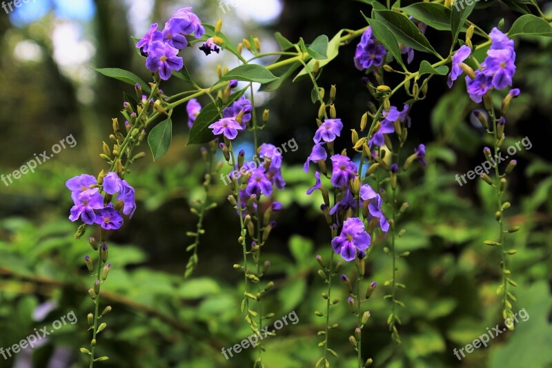 Flower Plant Nature Garden Leaf