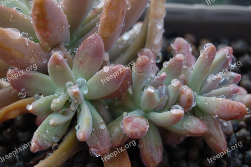 Nature Succulent Plants Free Photos