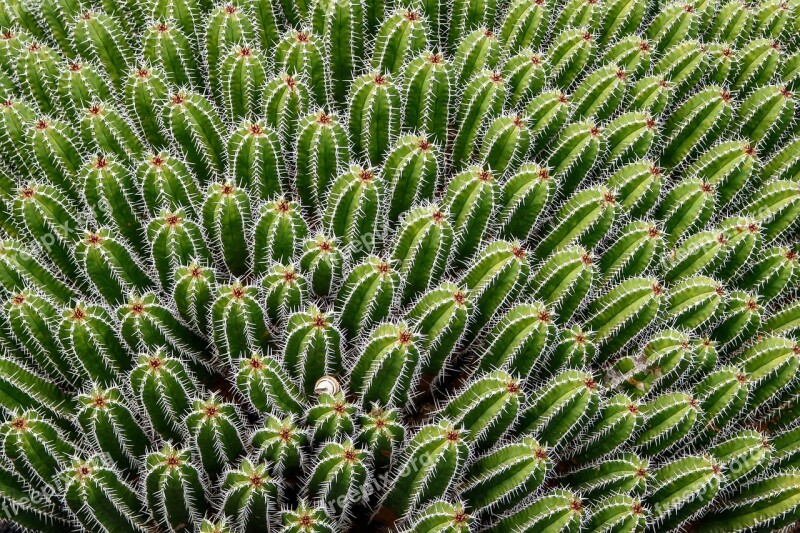 Cactus Thorn Plant Sting Free Photos