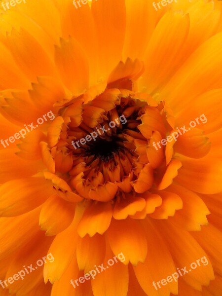 Foreground Orange Color Flower Nature Plant