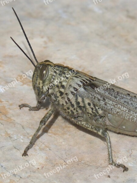 Grasshopper Lobster Ortóptero Detail Foreground Nature