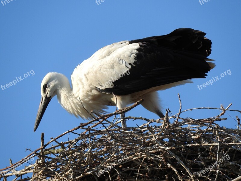 Bird Wild World Nature Animal Beak