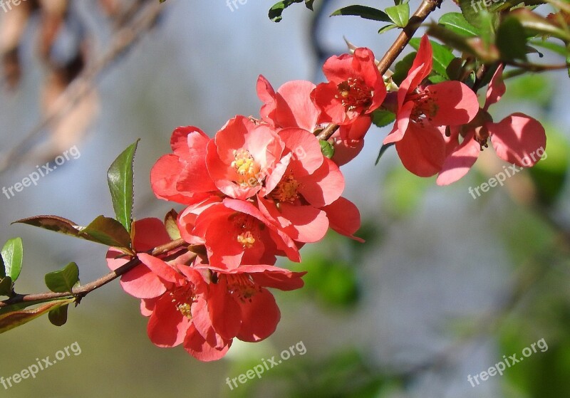 Nature Flower Plant Shrub Blooming