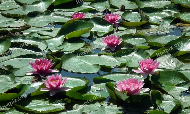 Water Lilies Red Flower Plant Leaf