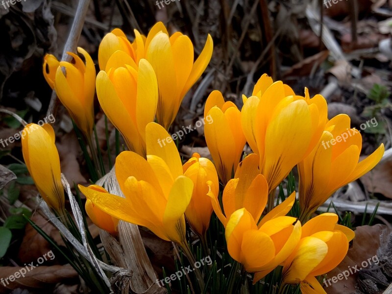 Nature Plant Flower Leaf Garden