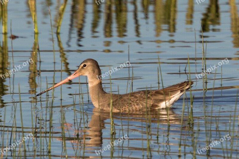 Spain Doñana Aguja Colinegra Water Nature