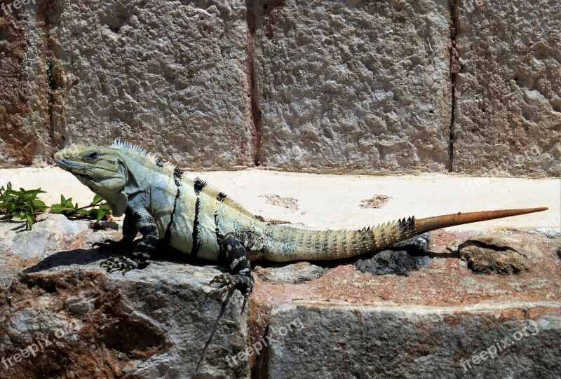 Nature Mexico Reptile Iguana Dinosaur