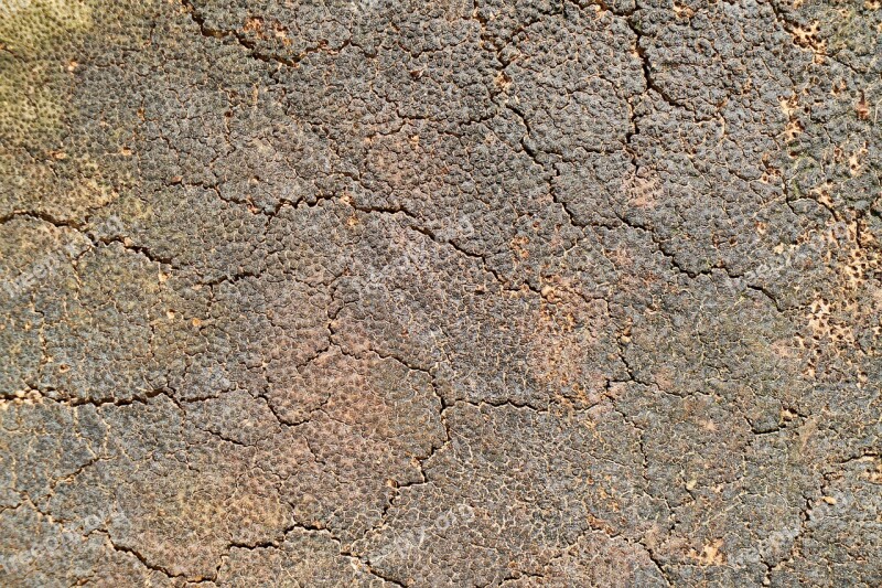 Aba Surface Dirty Tree Texture