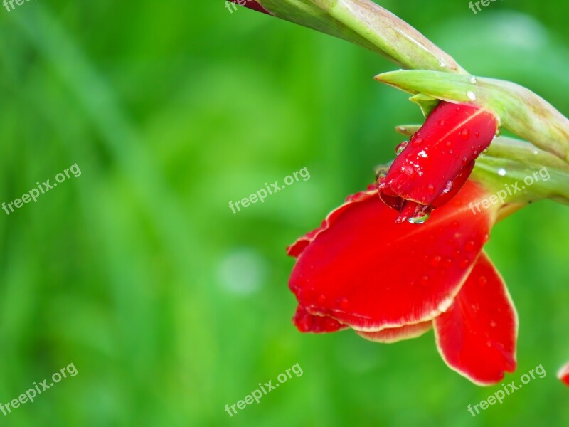 Nature Outdoors Flower Sheet Gladiolus