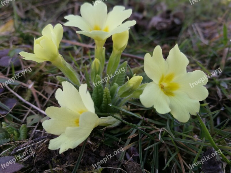 Flower Nature Plant Blooming Floral