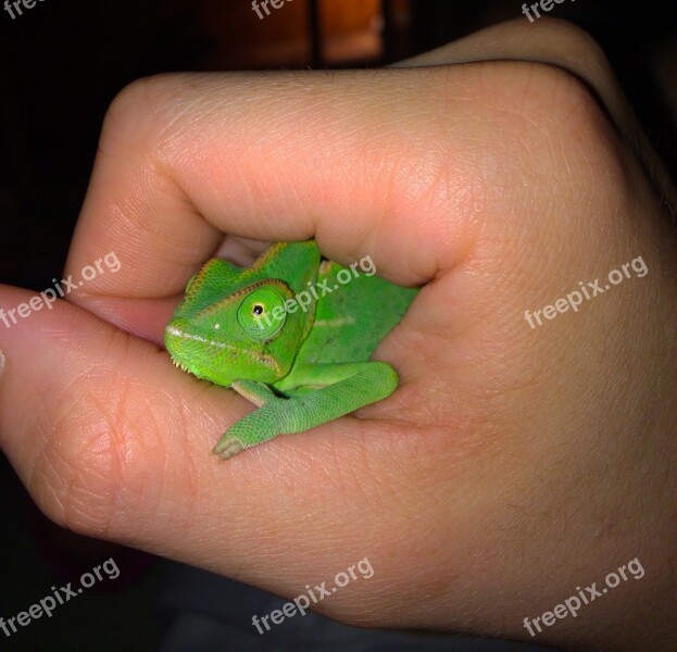 Chameleon Terrarium Animals Insect Eater Common Chameleon Yemen Chameleon