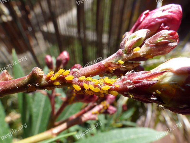 Aphid Aphids Plague Insects Mites