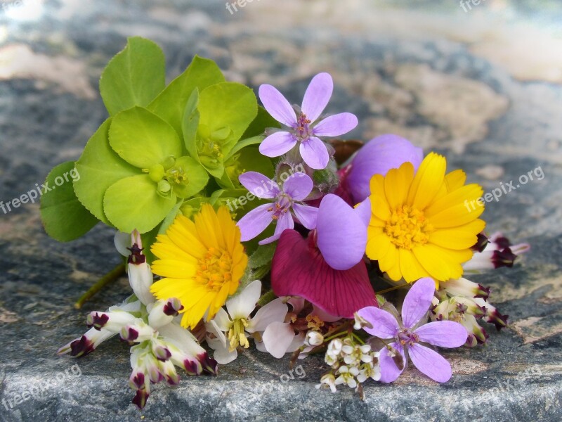 Corsage Wild Flowers Small Flower Nature