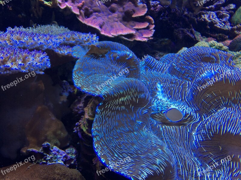 Underwater Invertebrate Reef Coral Ocean