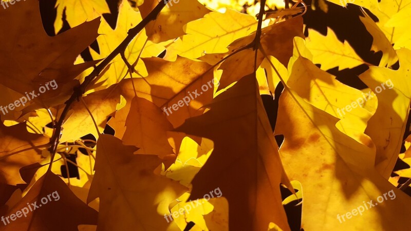 Fall Leaf Maple Nature Outdoors