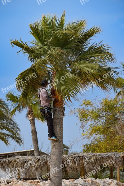 Pruning Prune Palm Tree Tropical Exotic