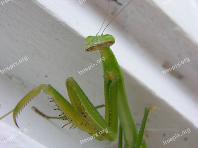 Insect Invertebrate Nature Leaf Wildlife