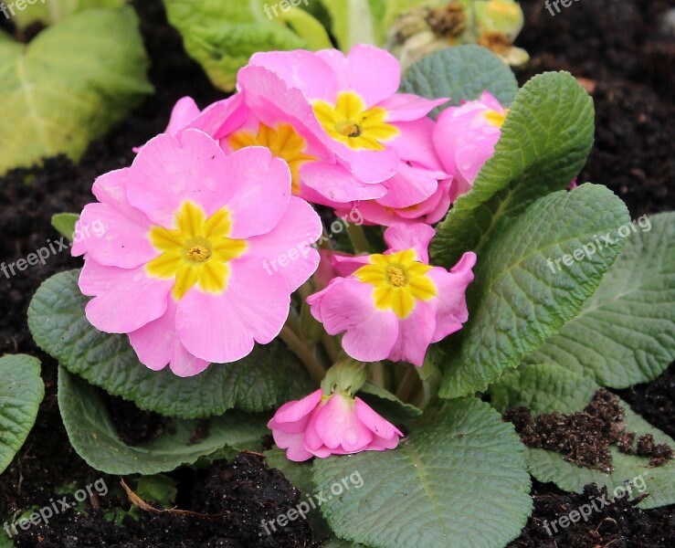 Primula Prymulka Spring Flowers Flower Pink