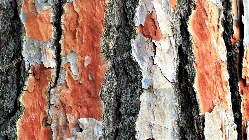 Nature No Person Wallpaper Tree Bark