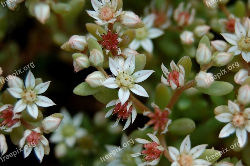 Nature Flower Plant Garden Summer