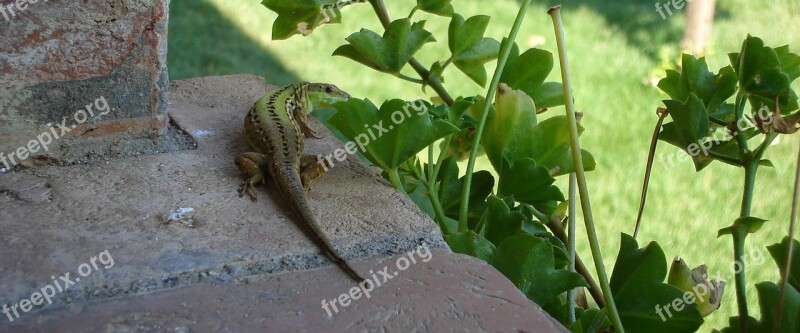 Nature Leaf Flora Outdoors Animal