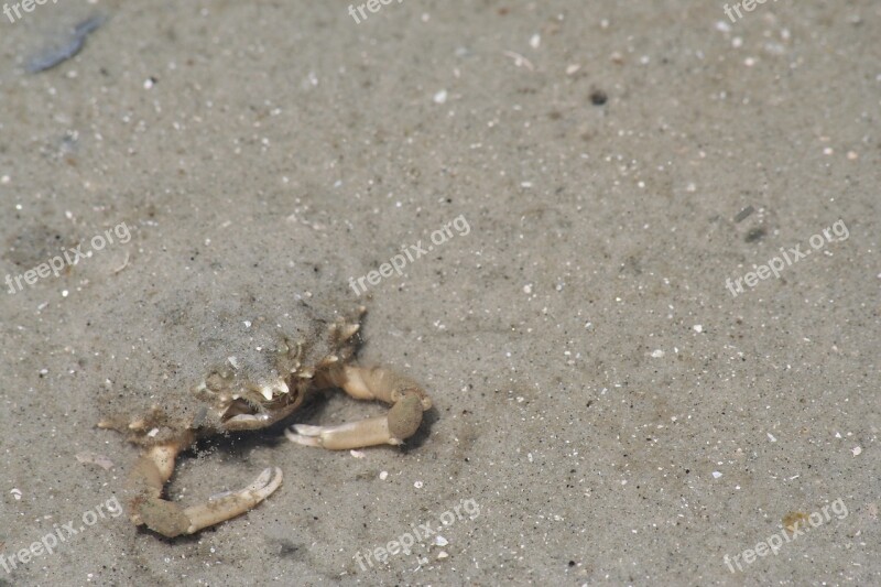 Sand Beach Seashore Shore Sandy