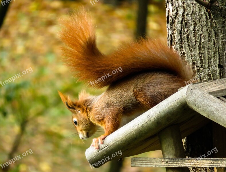 Squirrel Animal Rodent Verifiable Kitten Attention