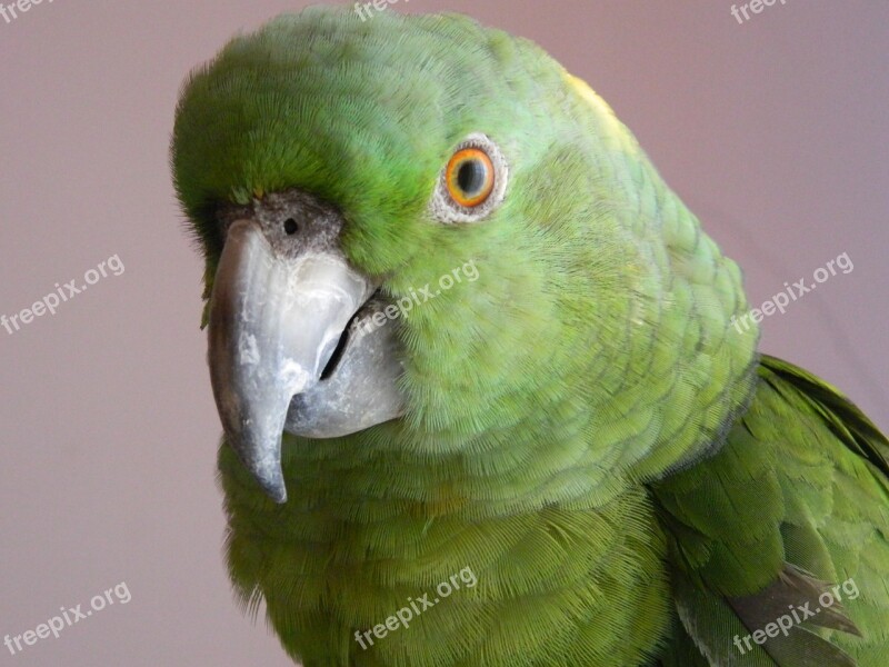 Parrot Bird Animal Nature Wildlife