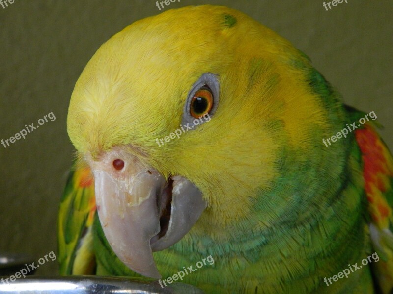 Parrot Bird Wildlife Animal Tropical