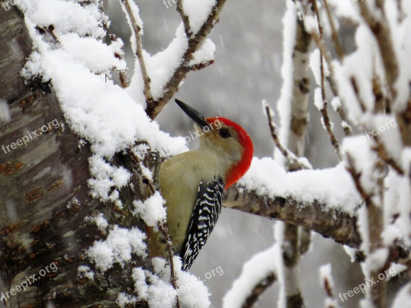 Winter Bird Nature Tree Outdoors