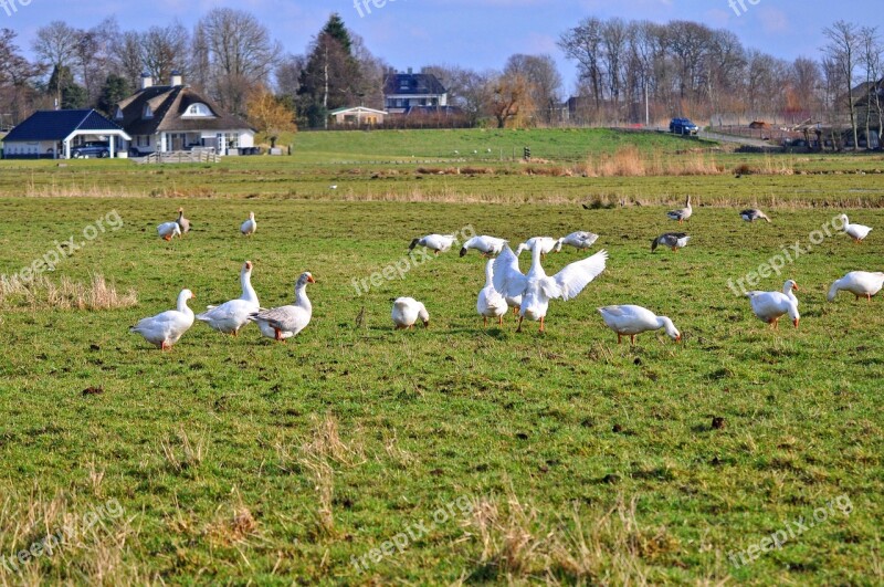 Goose White Goose Bird Animal Water Bird