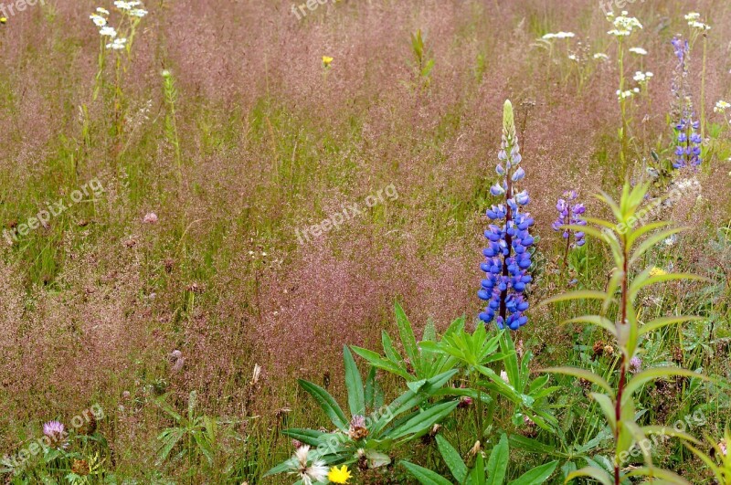 Lupine Lilac Violet Meadow Field