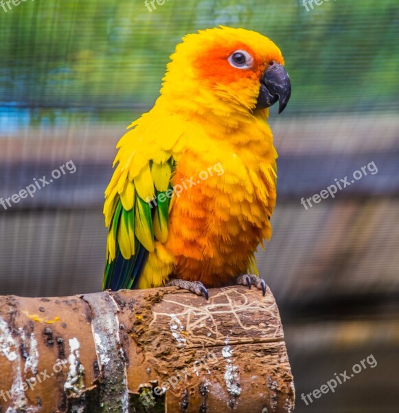 Parrot Bird Wildlife Macaw Parakeet