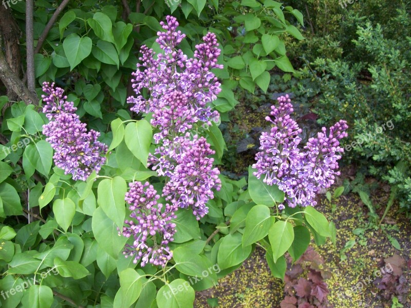 Lilacs Flowers Free Photos