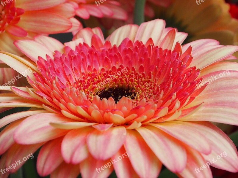 Flower Nature Flowers Gerbera Bright